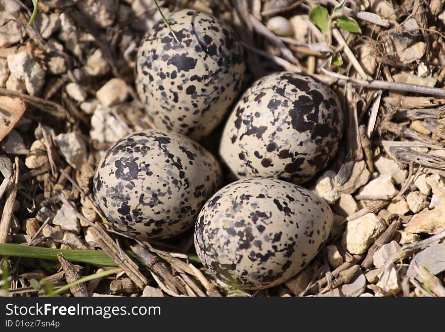 Killdeer eggs