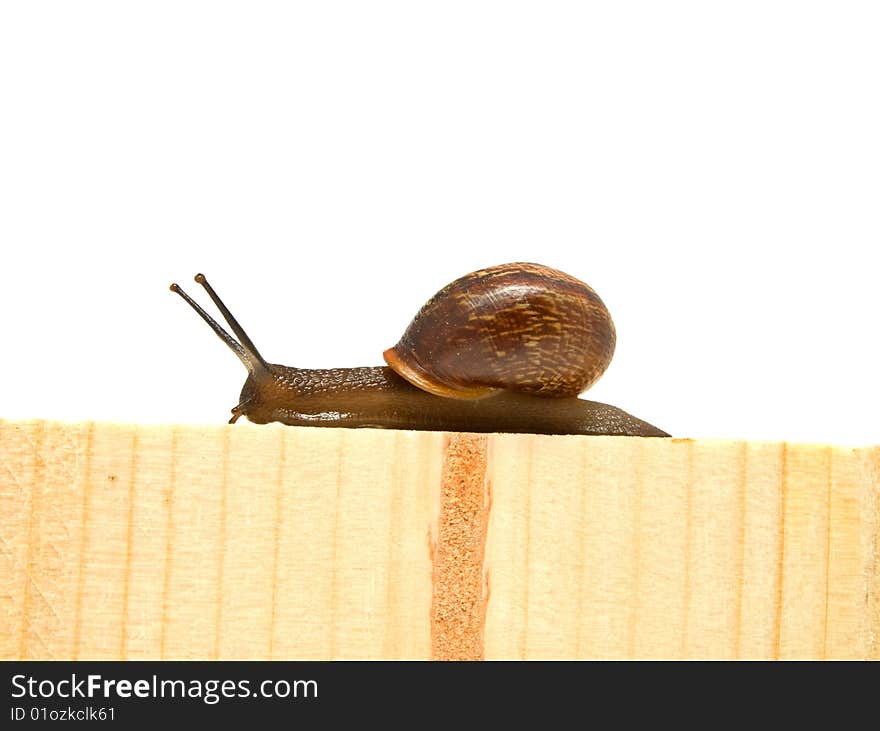 Snail on board with room for text.