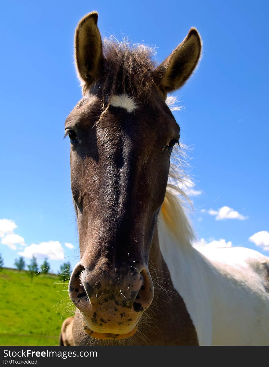 Horse  on green field