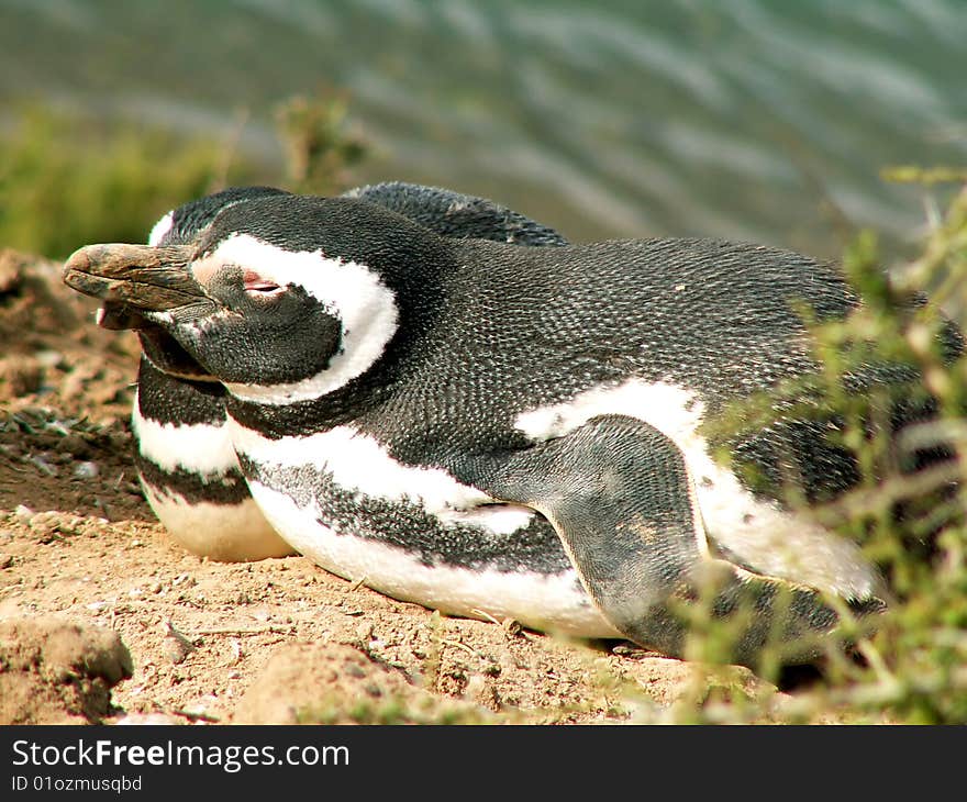 Magellan penguins