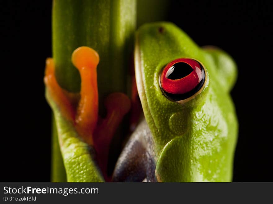 Exotic and beautiful full color frog, live in areas of Central America. Exotic and beautiful full color frog, live in areas of Central America