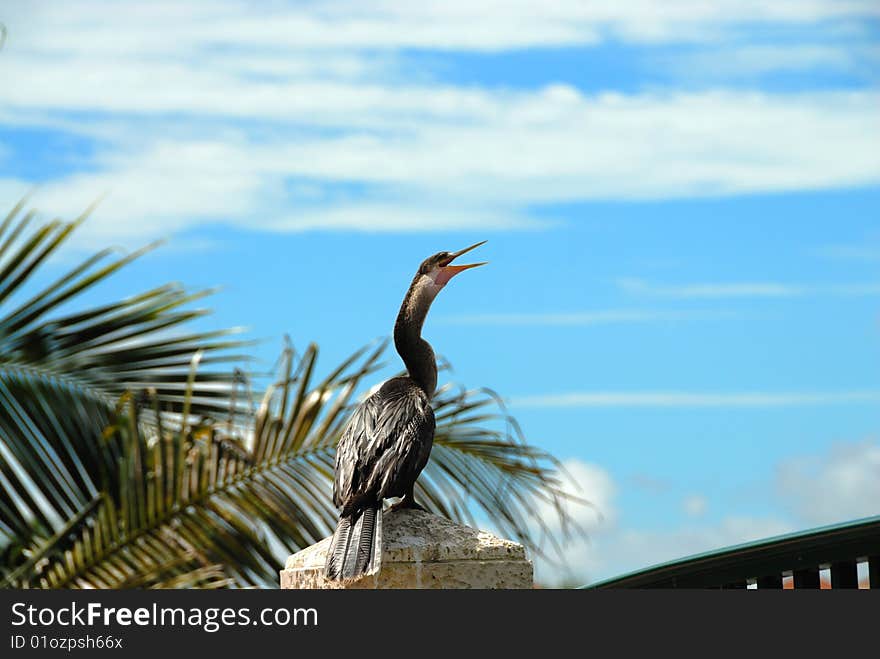 Florida bird