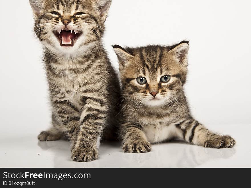 Cute striped kitten on white background