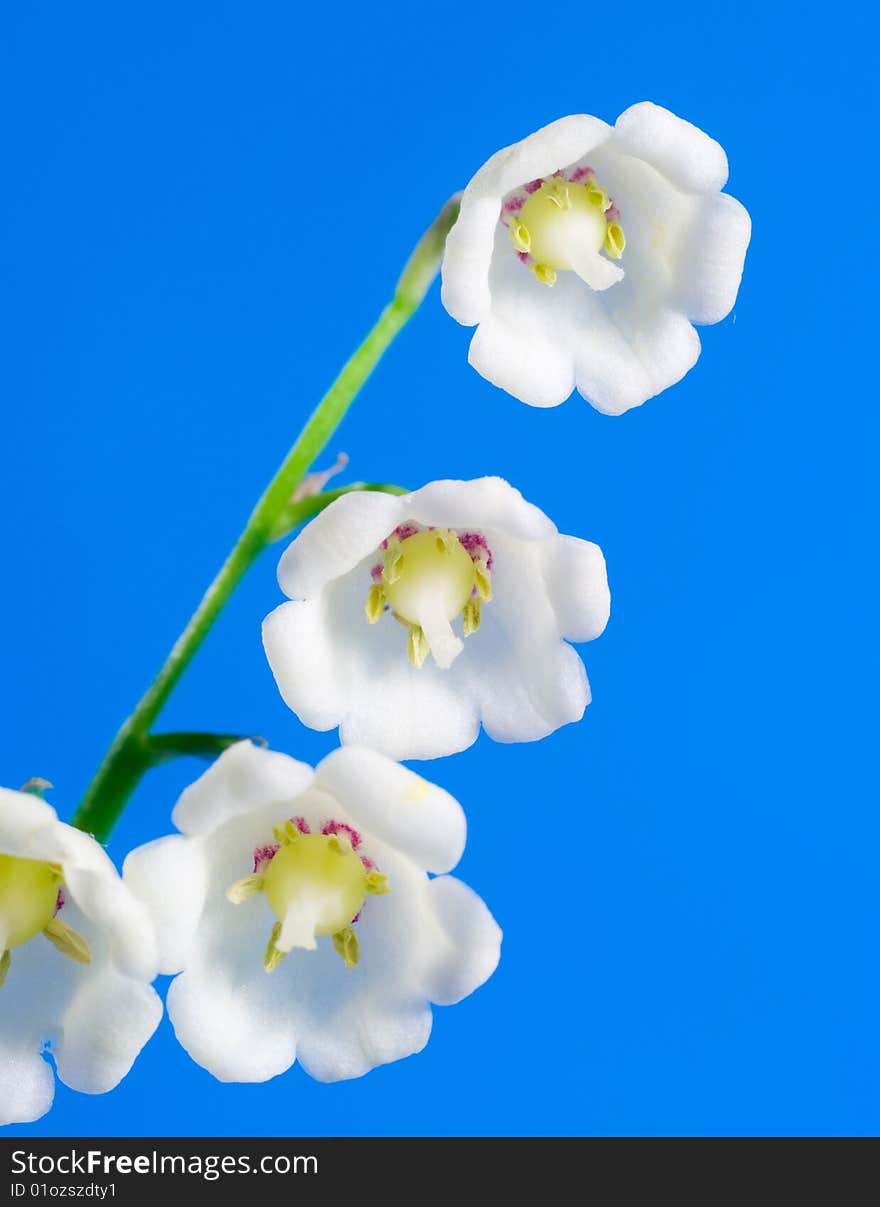 Lily Of The Valley