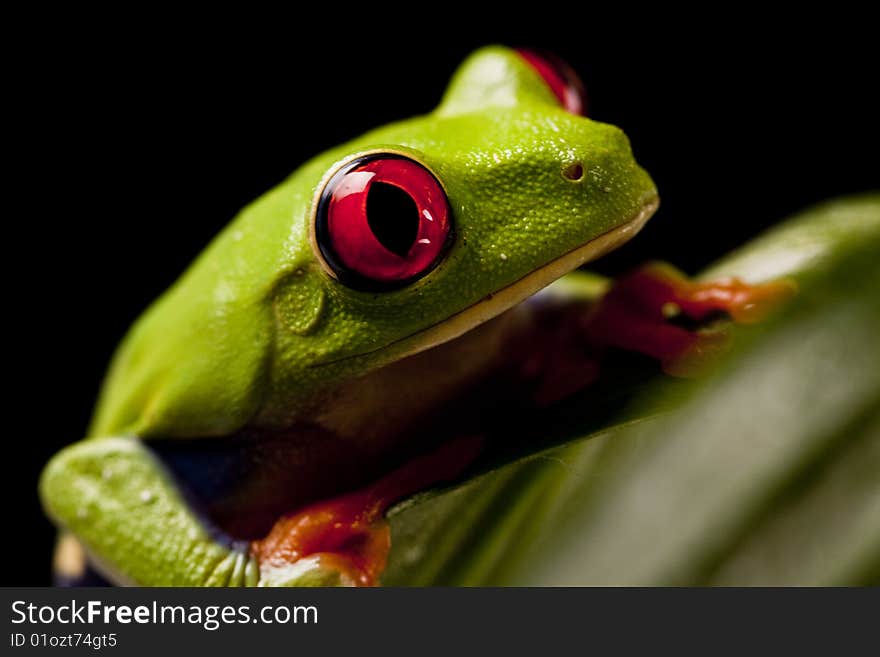 Exotic and beautiful full color frog, live in areas of Central America. Exotic and beautiful full color frog, live in areas of Central America