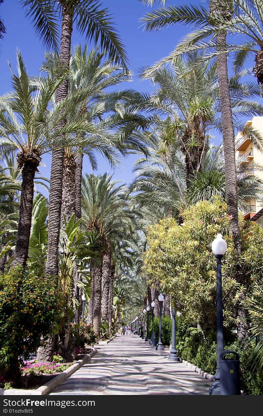 Pedestrian way with palm trees on both sides. Pedestrian way with palm trees on both sides