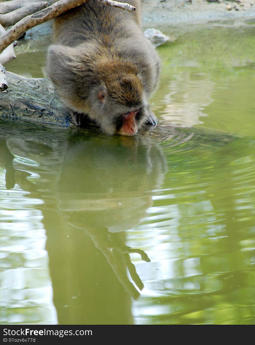 Monkey drinking water from greenish pool