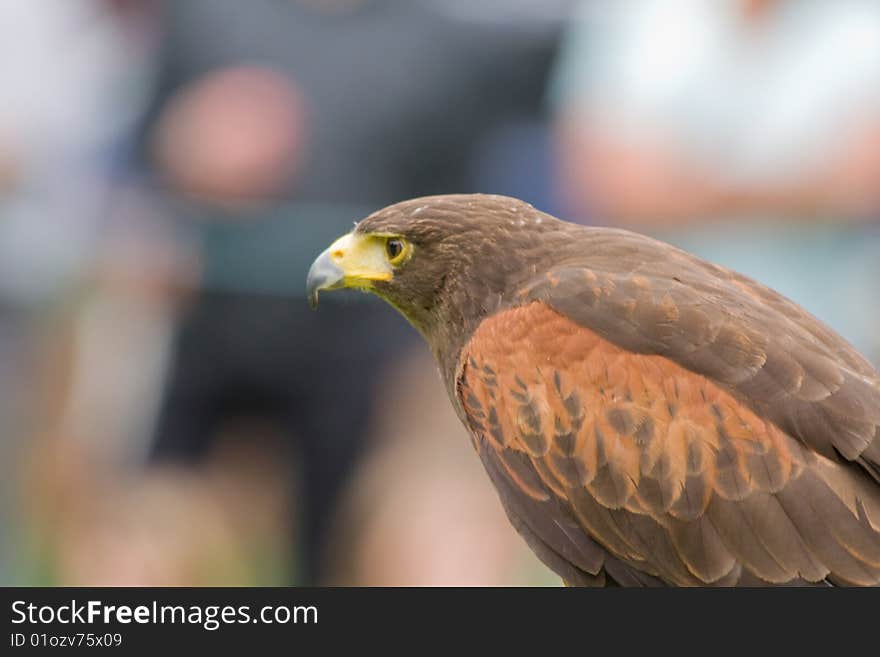 A harris hawk bird of prey concentrating on hunting