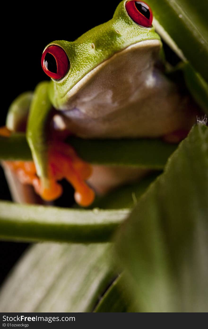 Exotic and beautiful full color frog, live in areas of Central America. Exotic and beautiful full color frog, live in areas of Central America