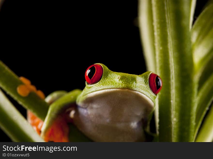 Exotic and beautiful full color frog, live in areas of Central America. Exotic and beautiful full color frog, live in areas of Central America