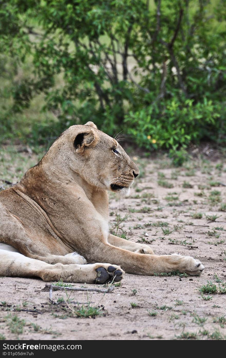 Lion profile