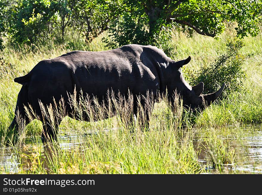 Rhino grazing