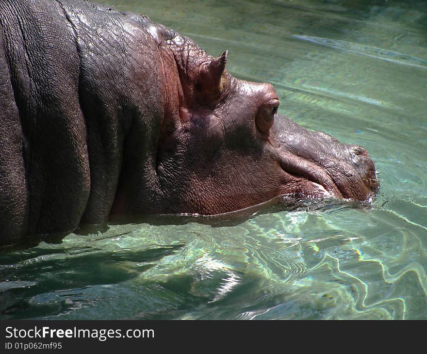 Hippo