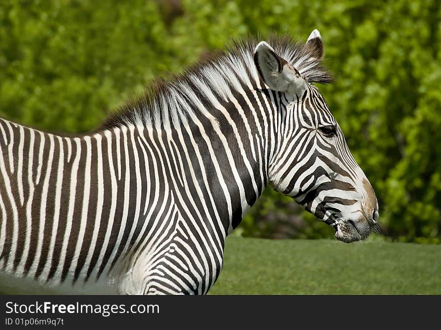 Zebra