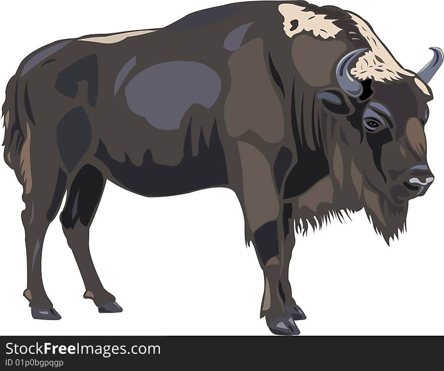 European Bison