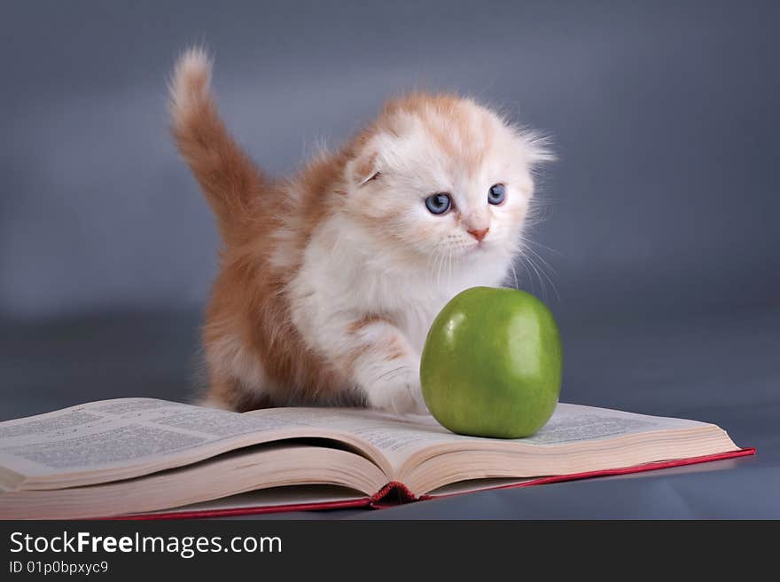 Kitten, the book and  green apple