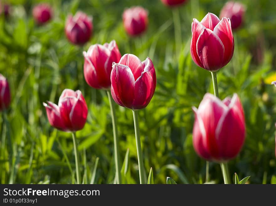 Tulip with white borders on the dandelions yellow background. Tulip with white borders on the dandelions yellow background