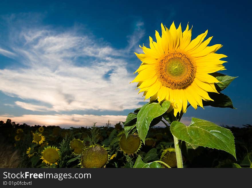 Gold Sunflower