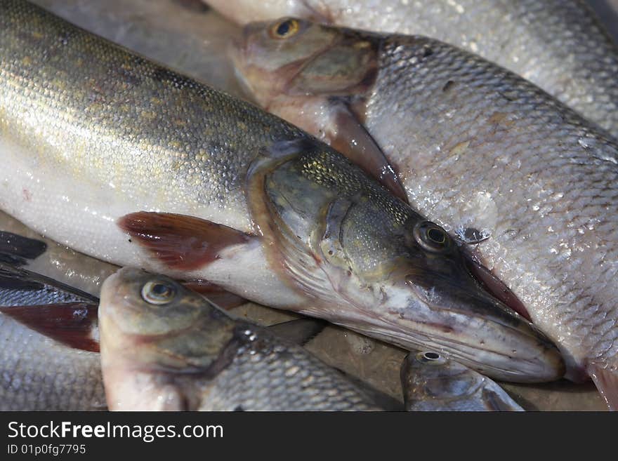 Live fresh fish at the sorting table