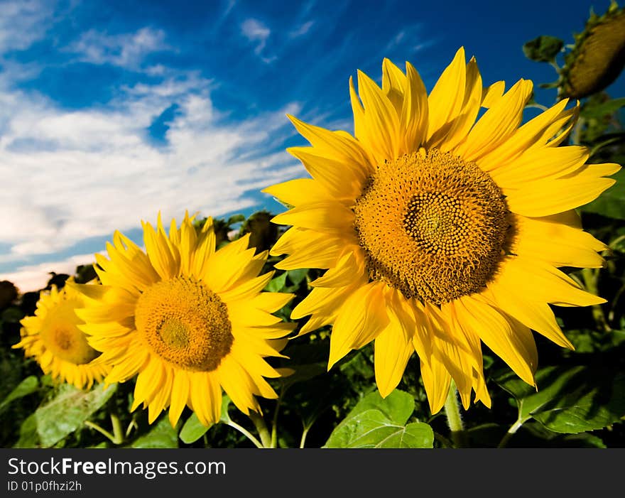 Gold sunflowers