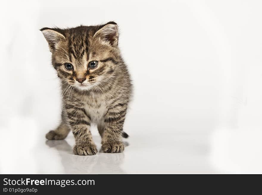 Cute striped kitten on white background