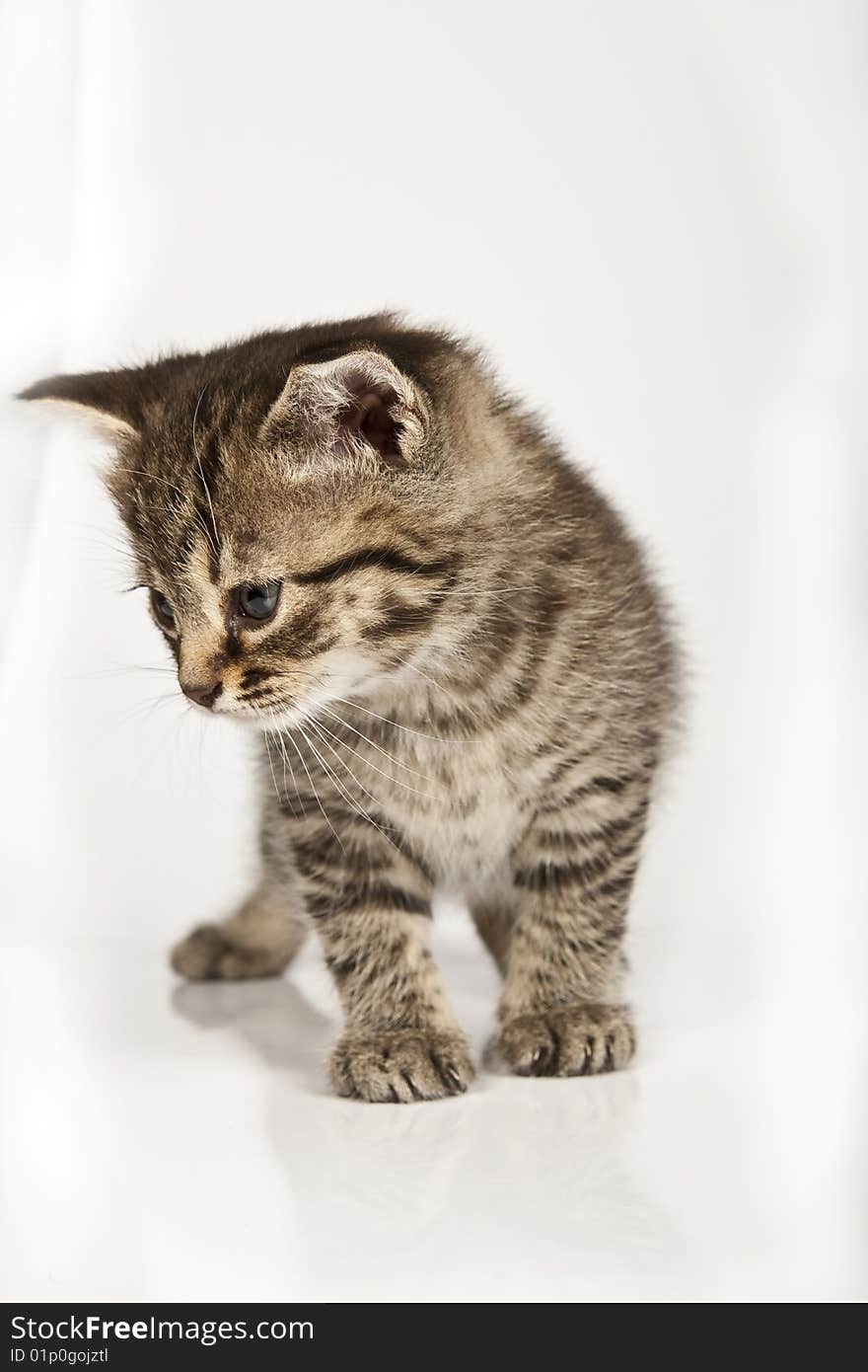 Cute striped kitten on white background