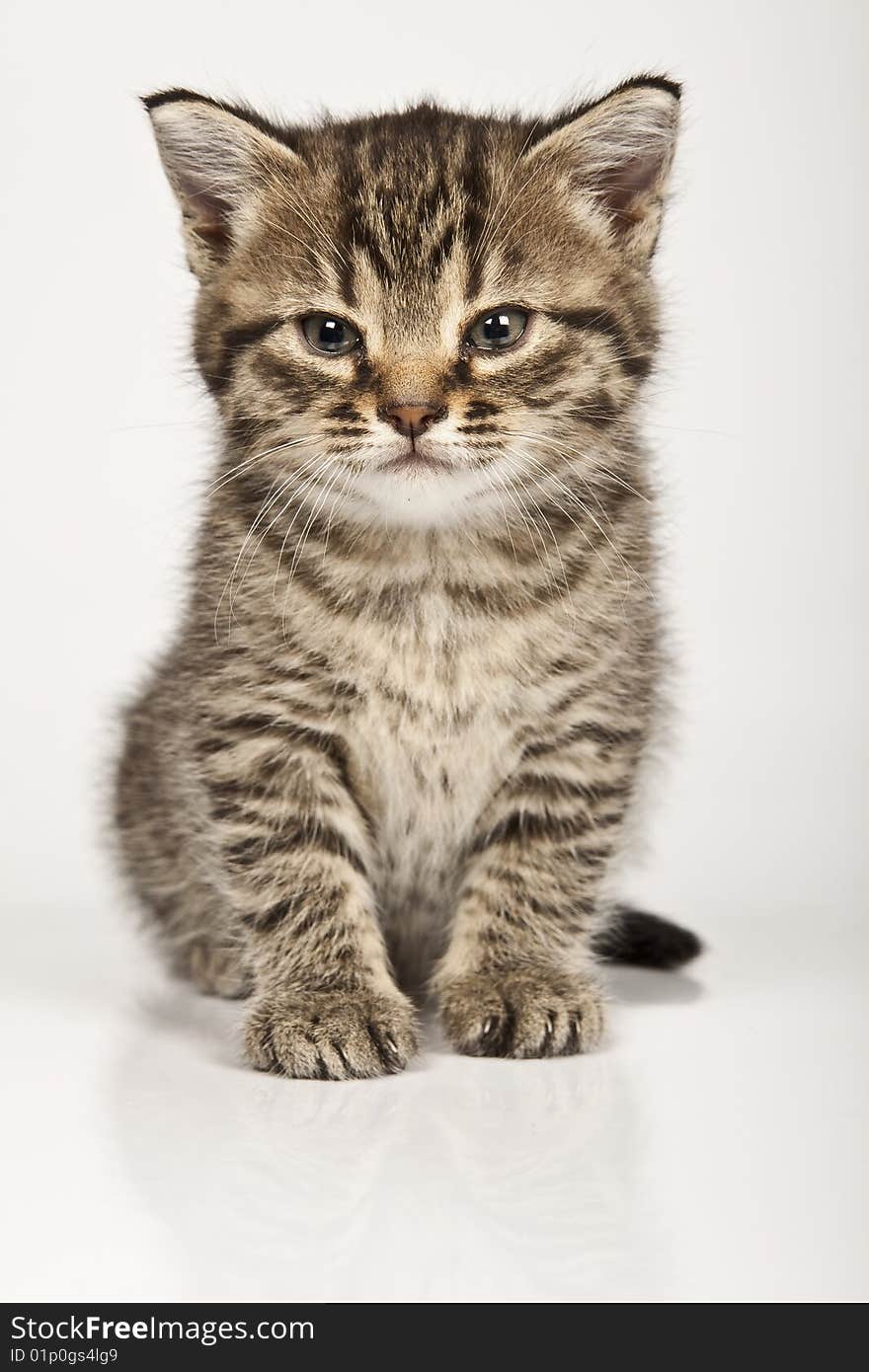 Cute striped kitten on white background