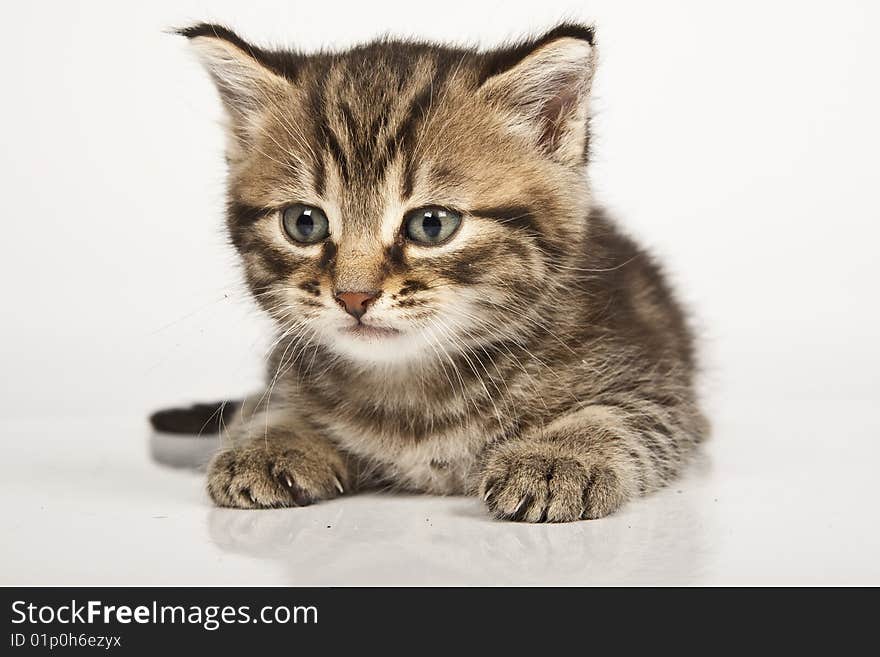 Cute striped kitten on white background