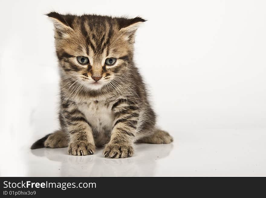 Cute striped kitten on white background