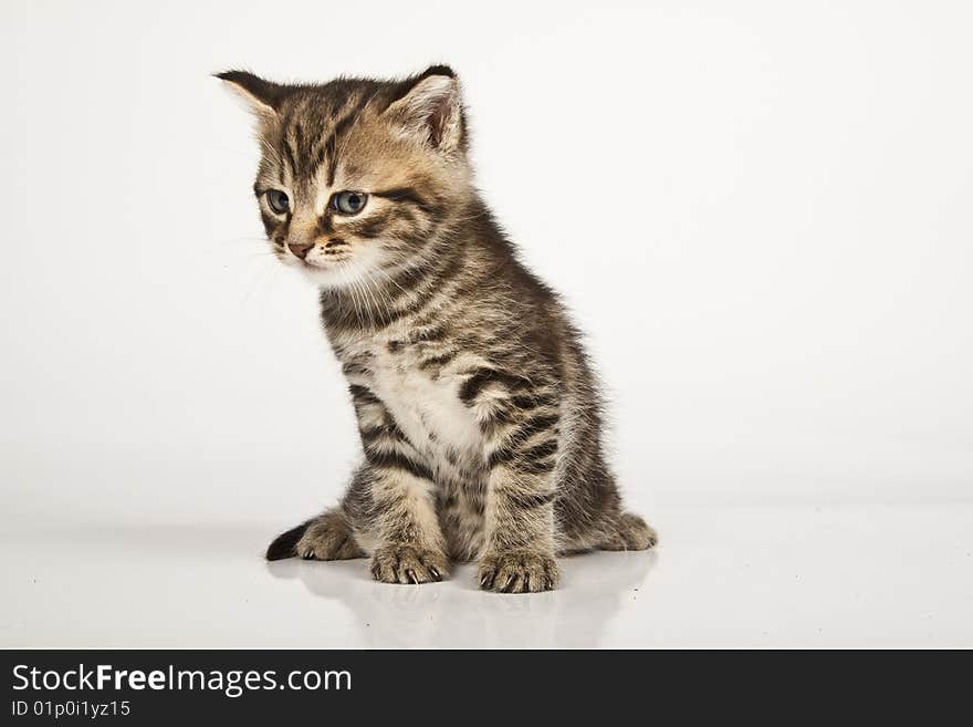 Cute striped kitten on white background