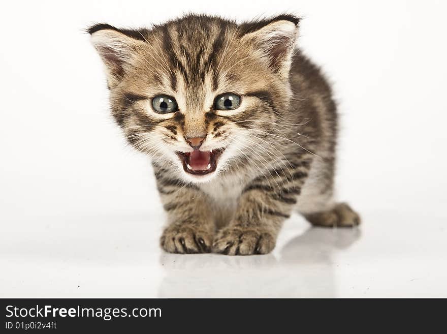 Cute striped kitten on white background