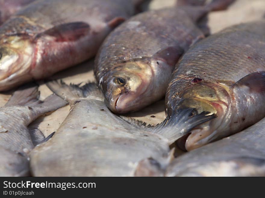 Live fresh fish at the sorting table