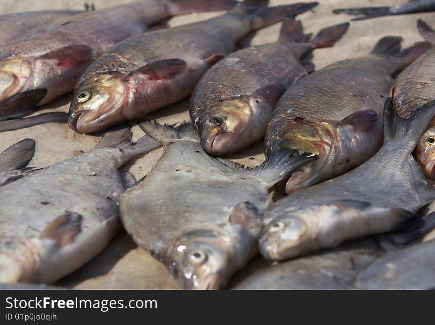 Live fresh fish at the sorting table