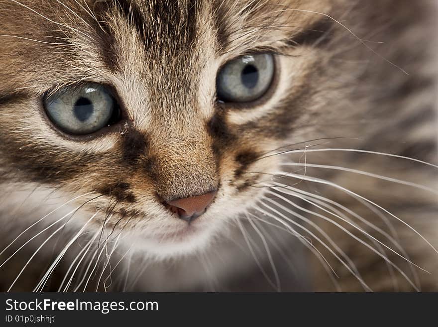 Cute striped kitten on white background