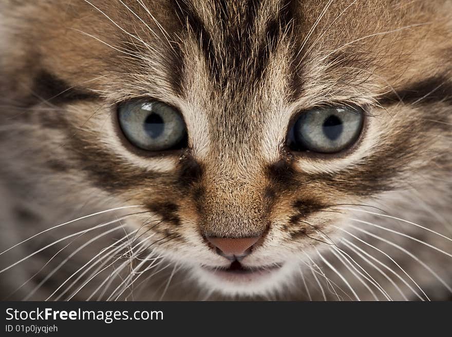 Cute striped kitten on white background