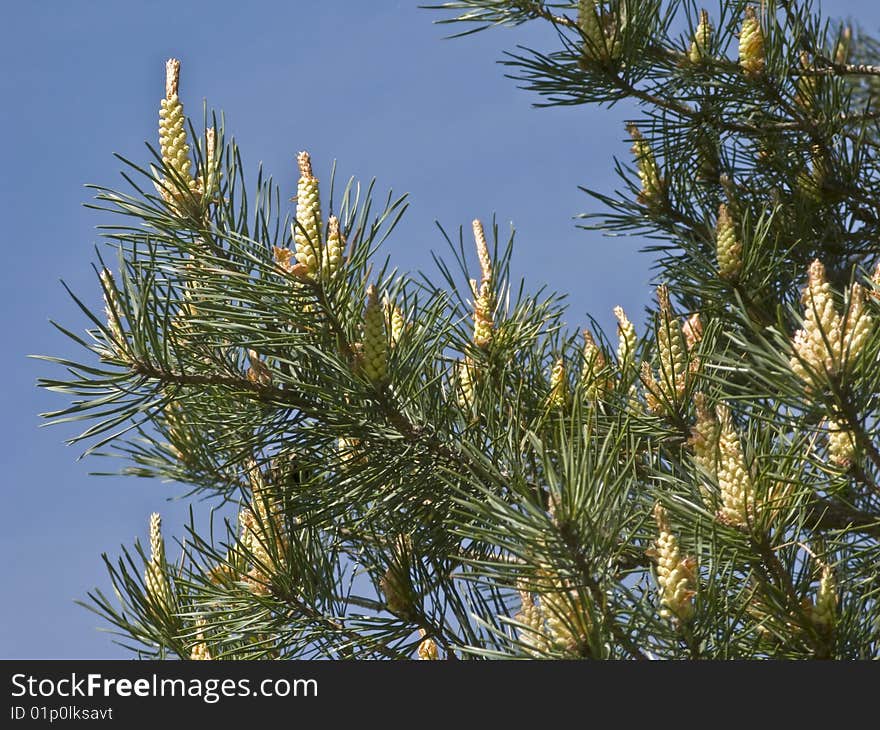 Pine Tree With New Cones