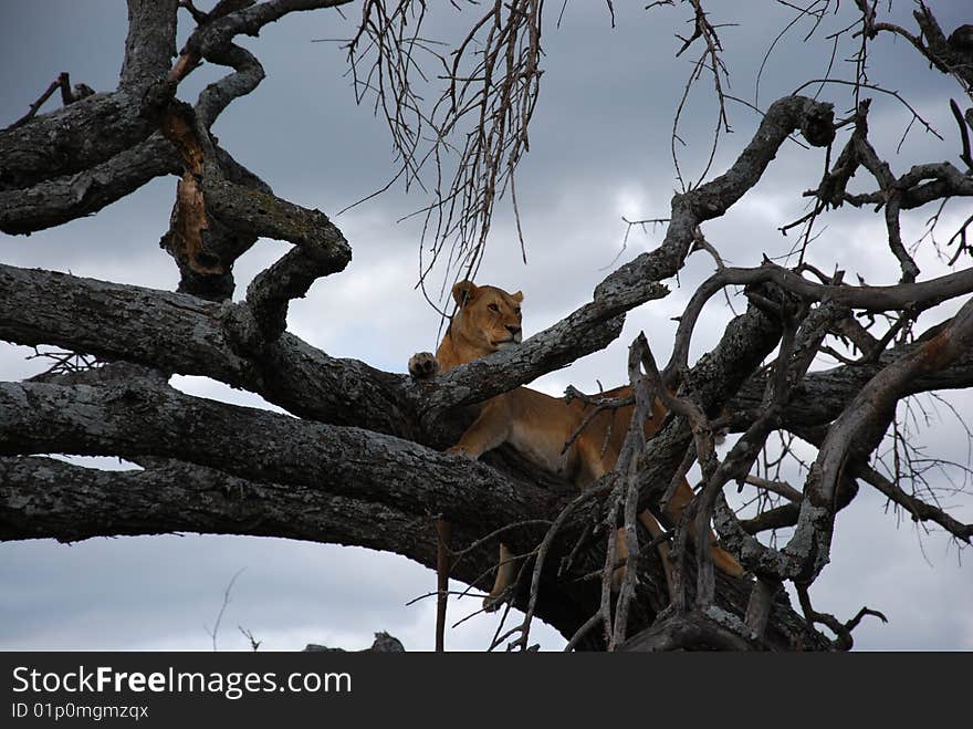 Female lion in tree