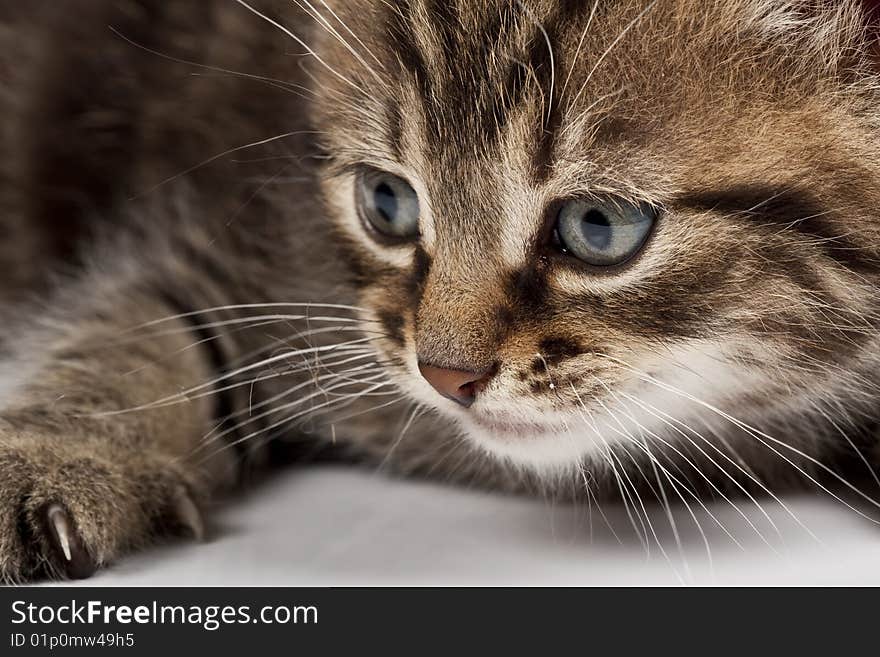 Cute striped kitten on white background