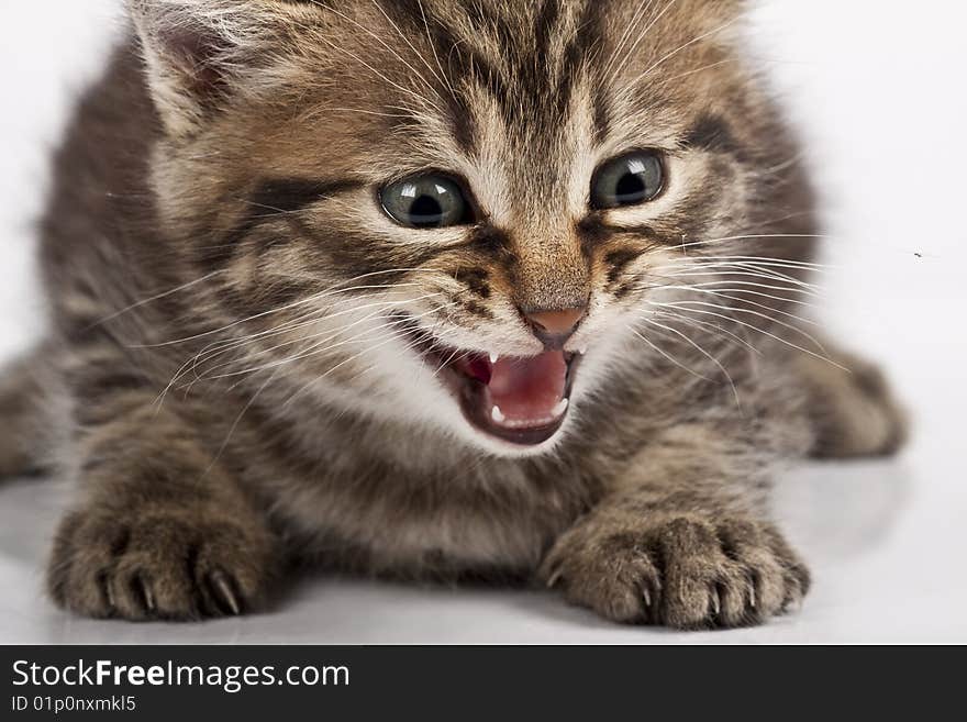 Cute striped kitten on white background