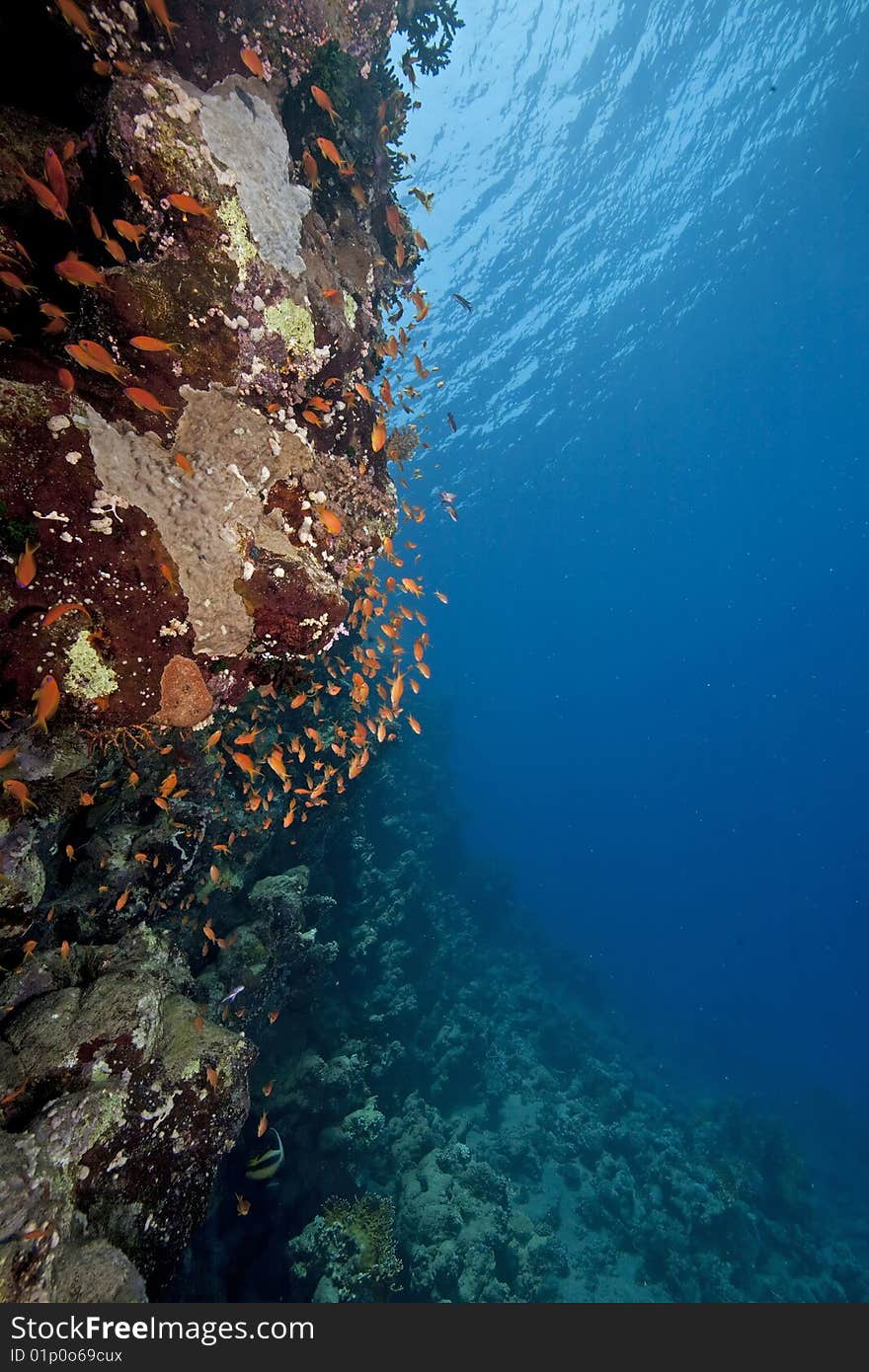 Ocean, fish and coral taken in the red sea.