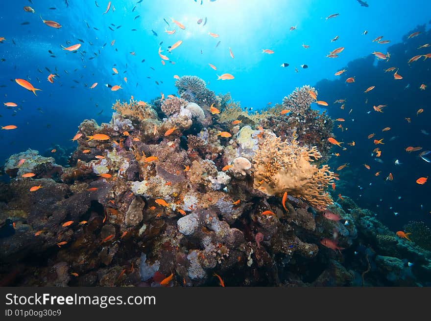 Ocean, fish and coral taken in the red sea.