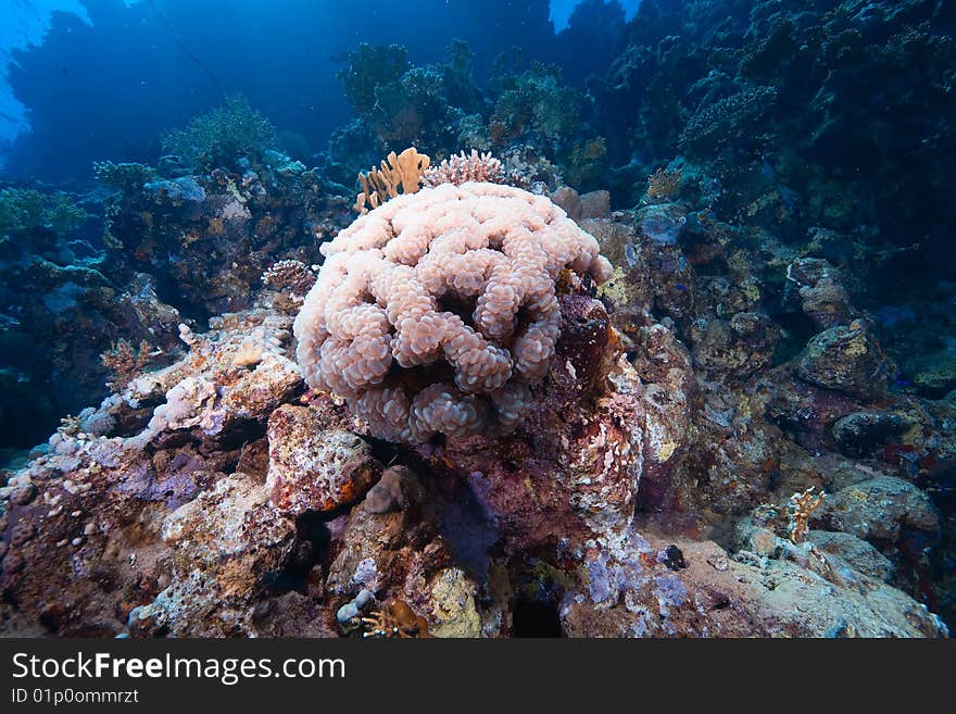 Ocean, fish and coral taken in the red sea.