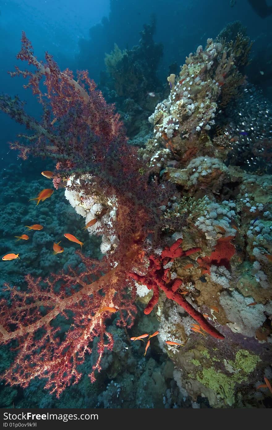 Ocean, fish and coral taken in the red sea.