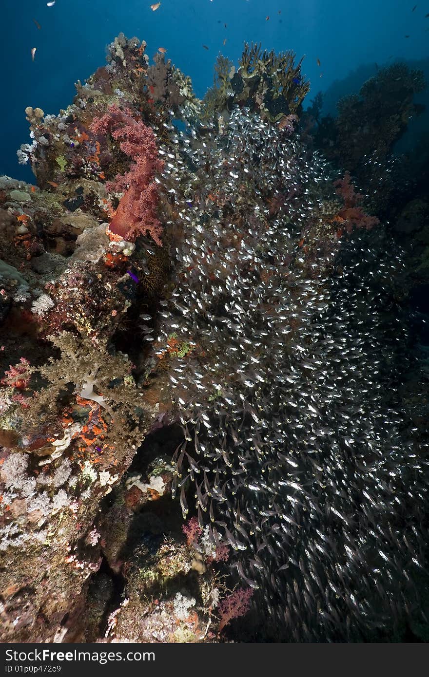 Ocean, fish and coral taken in the red sea.