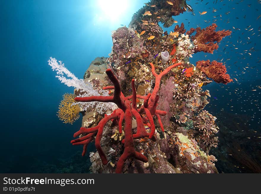 Ocean, fish and coral taken in the red sea.