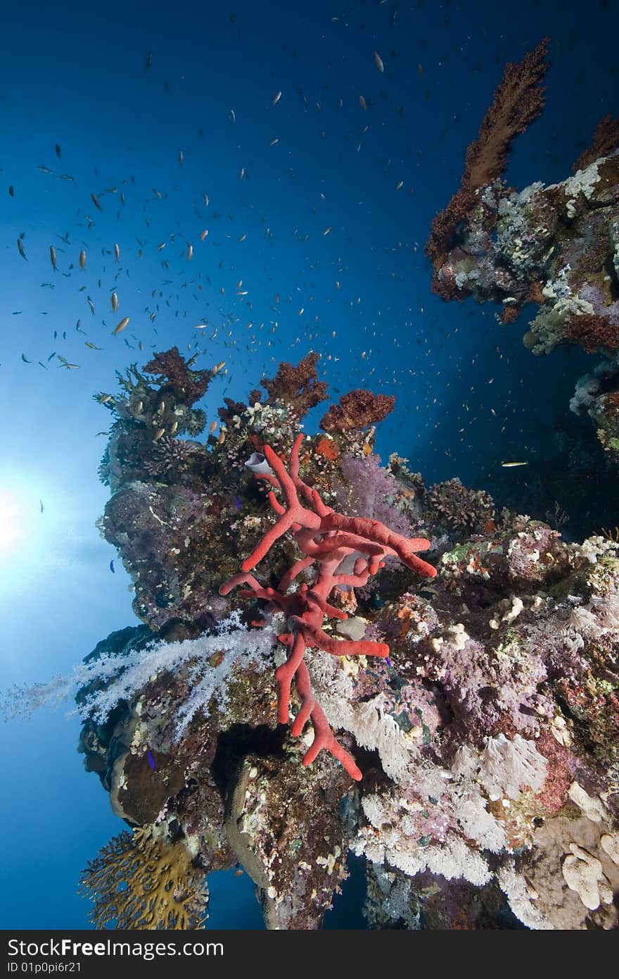 Ocean, fish and coral taken in the red sea.