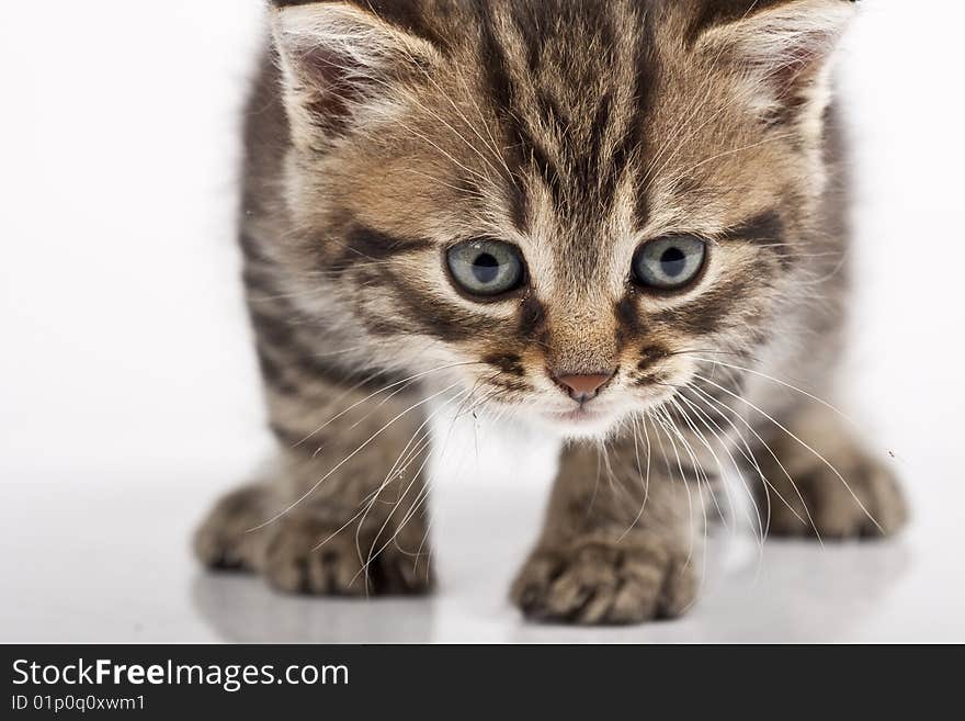 Cute striped kitten on white background