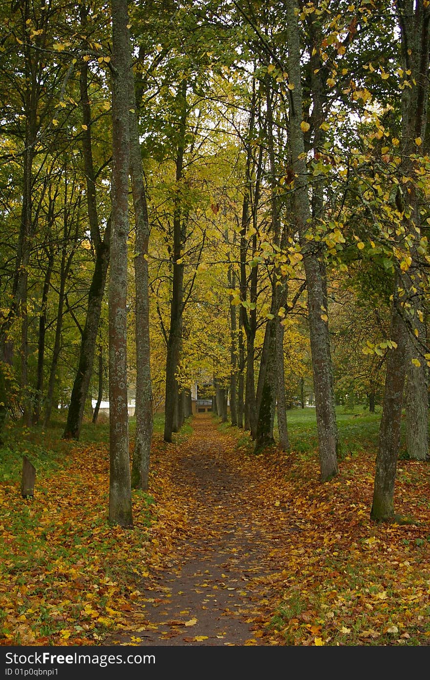 Bėgių Rudens Miško. Bėgių Rudens Miško