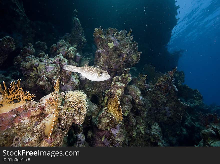 Ocean, fish and coral taken in the red sea.