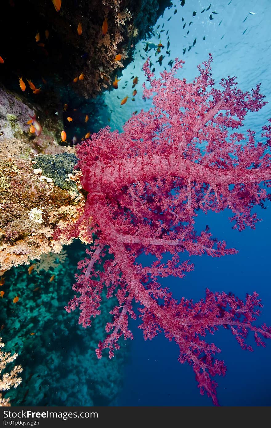 Ocean, fish and coral taken in the red sea.